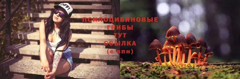 купить закладку  Большой Камень  Псилоцибиновые грибы Psilocybe 